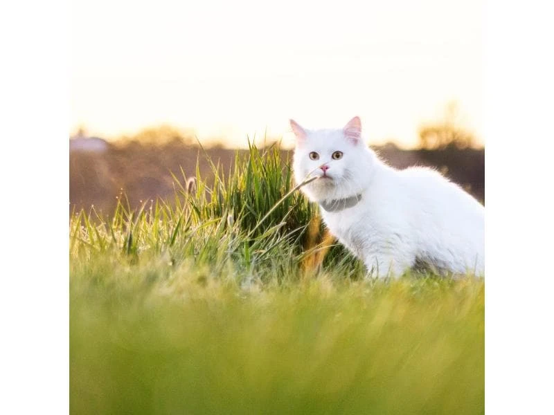 Tractive GPS-Tracker LTE für Katzen 7 Tractive GPS-Tracker LTE für Katzen – Bild 7