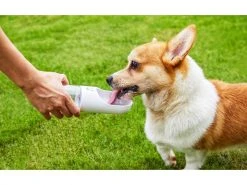 PETKIT Trinkflasche Eversweet, 300 ml -Hundewelt Verkäufe 179096191 xxl