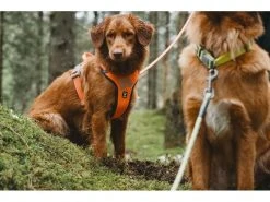 HURTTA Geschirr Weekend Warrior -Hundewelt Verkäufe 180923875 xxl 2