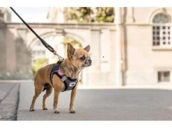 Curli Geschirr Merino XL, Schwarz -Hundewelt Verkäufe 183389280 xxl