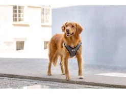 Curli Geschirr Merino XL, Schwarz -Hundewelt Verkäufe 183389283 xxl