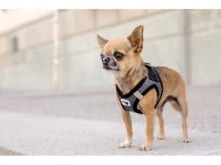 Curli Geschirr Merino XL, Schwarz -Hundewelt Verkäufe 183389287 xxl