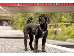 Curli Geschirr Merino XL, Schwarz -Hundewelt Verkäufe 183389291 xxl