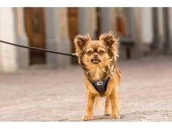 Curli Geschirr Merino XL, Schwarz -Hundewelt Verkäufe 183389294 xxl