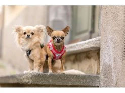 Curli Geschirr Merino XS, Rot -Hundewelt Verkäufe 183391618 xxl