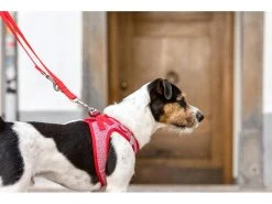 Curli Geschirr Merino XS, Rot -Hundewelt Verkäufe 183391629 xxl