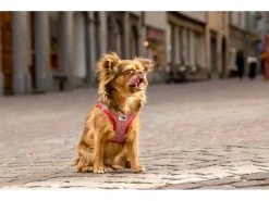 Curli Geschirr Merino XS, Rot -Hundewelt Verkäufe 183391641 xxl