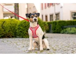 Curli Geschirr Merino XS, Rot -Hundewelt Verkäufe 183391649 xxl