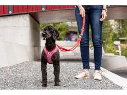 Curli Geschirr Merino XS, Rot -Hundewelt Verkäufe 183391654 xxl