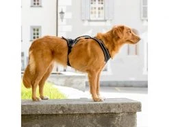 Curli Geschirr Magnetic Belka Comfort XS -Hundewelt Verkäufe 183398558 xxl