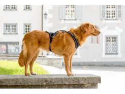 Curli Geschirr Magnetic Belka Comfort XS -Hundewelt Verkäufe 183398579 xxl