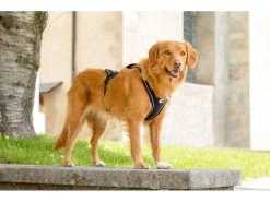 Curli Geschirr Magnetic Belka Comfort XS -Hundewelt Verkäufe 183398581 xxl