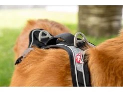 Curli Geschirr Magnetic Belka Comfort XS -Hundewelt Verkäufe 183398586 xxl