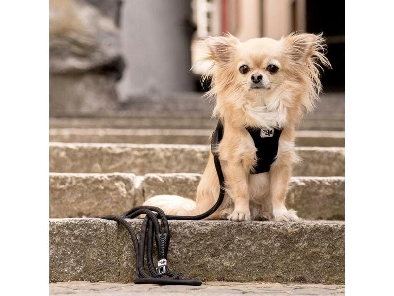 Curli Hundeleine Stretch Comfort ø 10 mm / 1.8 m 2 Curli Hundeleine Stretch Comfort ø 10 mm / 1.8 m – Bild 2