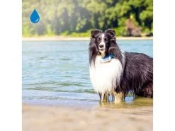 Tractive GPS-Tracker LTE für Hunde, weiss -Hundewelt Verkäufe 189361550 xxl