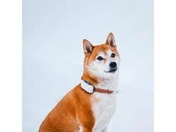 Tractive GPS-Tracker LTE für Hunde, weiss -Hundewelt Verkäufe 189361600 xxl