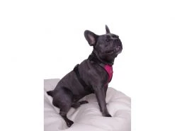 Carolina Corrodi Geschirr French Bulldog, Auckland, Pink -Hundewelt Verkäufe 193781255 xxl