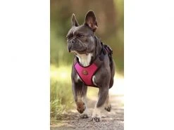 Carolina Corrodi Geschirr French Bulldog, Auckland, Pink -Hundewelt Verkäufe 193781258 xxl