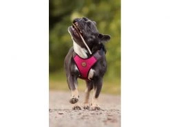 Carolina Corrodi Geschirr French Bulldog, Auckland, Pink -Hundewelt Verkäufe 193781260 xxl