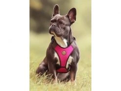 Carolina Corrodi Geschirr French Bulldog, Auckland, Pink -Hundewelt Verkäufe 193781262 xxl