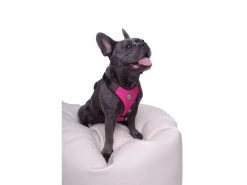 Carolina Corrodi Geschirr French Bulldog, Auckland, Pink -Hundewelt Verkäufe 193781268 xxl