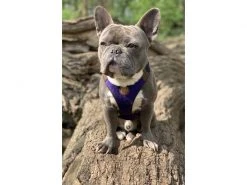 Carolina Corrodi Geschirr French Bulldog, Hobart, Dunkelblau -Hundewelt Verkäufe 193781305 xxl