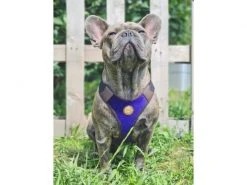 Carolina Corrodi Geschirr French Bulldog, Hobart, Dunkelblau -Hundewelt Verkäufe 193781307 xxl