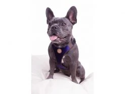 Carolina Corrodi Geschirr French Bulldog, Hobart, Dunkelblau -Hundewelt Verkäufe 193781313 xxl