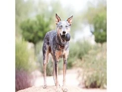 Kong Hunde-Spielzeug Classic Extreme XL Ø 8.5 cm, Schwarz -Hundewelt Verkäufe 211011370 xxl 1