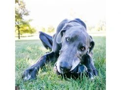 Kong Hunde-Spielzeug Classic Extreme M Ø 6 cm, Schwarz 8 Kong Hunde-Spielzeug Classic Extreme M Ø 6 cm, Schwarz -Hundewelt Verkäufe 211011372 xxl 3