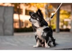 Curli Geschirr Vest Air-Mesh L, Fuchsia -Hundewelt Verkäufe 213088664 xxl 7