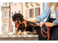 Curli Geschirr Vest Air-Mesh L, Schwarz 15 Curli Geschirr Vest Air-Mesh L, Schwarz -Hundewelt Verkäufe 213088794 xxl 3