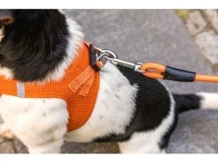 Curli Hundeleine Stretch Comfort ø 8 mm / 1.8 m, Light-Tan -Hundewelt Verkäufe 213097538 xxl