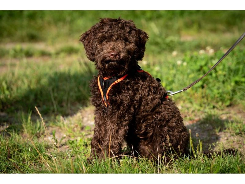 Grossenbacher Geschirr Vary, Bordeaux 2 Grossenbacher Geschirr Vary, Bordeaux – Bild 2