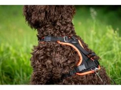 Grossenbacher Geschirr Vary, Türkis -Hundewelt Verkäufe 213119155 xxl