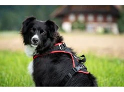 Grossenbacher Geschirr Vary, Schwarz 10 Grossenbacher Geschirr Vary, Schwarz -Hundewelt Verkäufe 213119162 xxl 1