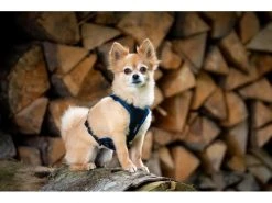 Grossenbacher Geschirr Vary, Orange -Hundewelt Verkäufe 213119166 xxl 2