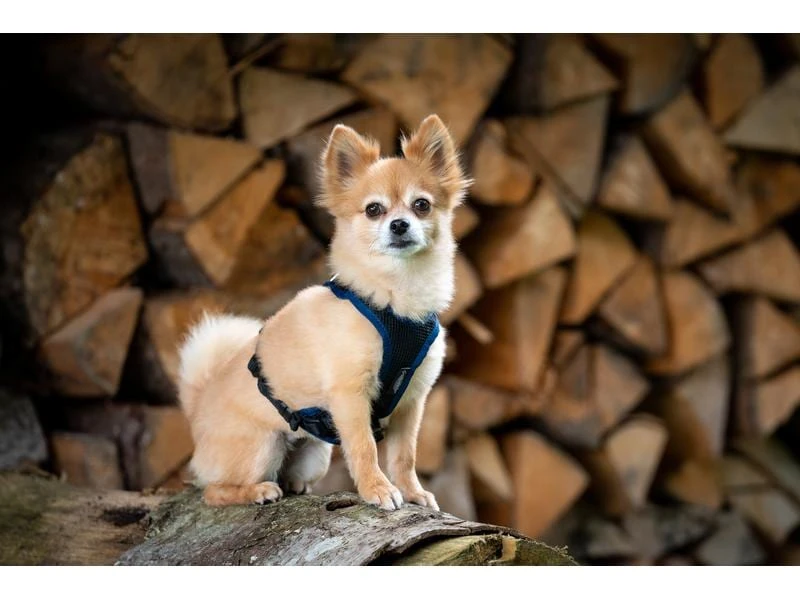 Grossenbacher Geschirr Vary, Bordeaux 6 Grossenbacher Geschirr Vary, Bordeaux – Bild 6