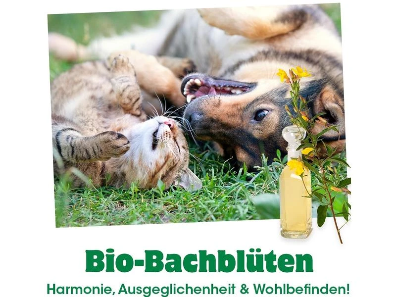 CdVet Hunde-Nahrungsergänzung Bio-Bachblüten, Trauer, 20 ml 2 CdVet Hunde-Nahrungsergänzung Bio-Bachblüten, Trauer, 20 ml – Bild 2