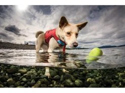 Kurgo Schwimmspielzeug Skipping Stones, 2er-Set, Assortiert 12 Kurgo Schwimmspielzeug Skipping Stones, 2er-Set, Assortiert -Hundewelt Verkäufe 224558606 xxl