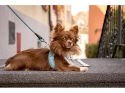 Curli Geschirr Vest Air-Mesh 3XS, Türkis, Special Edition 2022 -Hundewelt Verkäufe 225537782 xxl