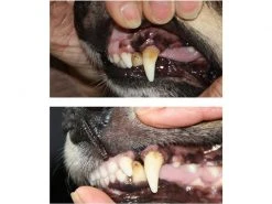 Mira-pet Ultraschallzahnbürste Starter-Kit -Hundewelt Verkäufe 227606919 xxl