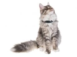 PetTracer GPS-Katzenhalsband Zusatzhalsband