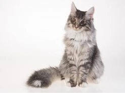 PetTracer GPS-Katzenhalsband -Hundewelt Verkäufe 52414887 xxl