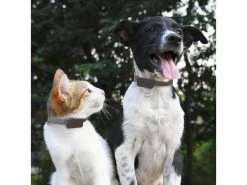 Invoxia GPS-Tracker für Katzen und Hunde inkl. Befestigungsclips 12 Invoxia GPS-Tracker für Katzen und Hunde inkl. Befestigungsclips -Hundewelt Verkäufe 52927047 xxl 1