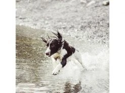 Invoxia Pet GPS-Tracker für Katzen und Hunde -Hundewelt Verkäufe 52927053 xxl