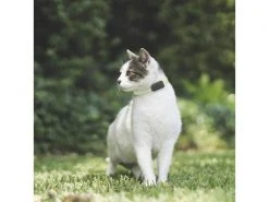 Invoxia Pet GPS-Tracker für Katzen und Hunde -Hundewelt Verkäufe 52927074 xxl