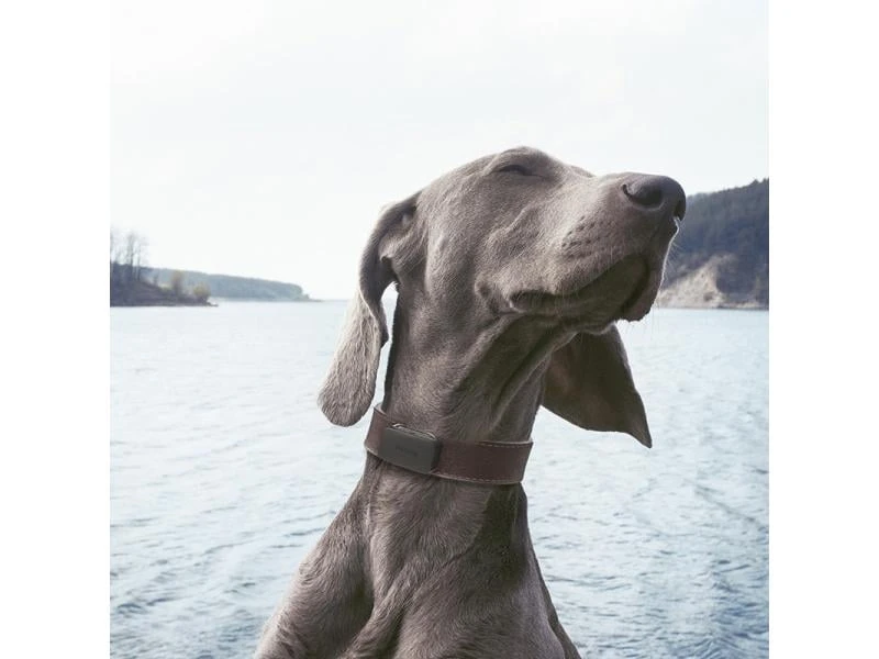 Invoxia GPS-Tracker für Katzen und Hunde inkl. Befestigungsclips 8 Invoxia GPS-Tracker für Katzen und Hunde inkl. Befestigungsclips – Bild 8