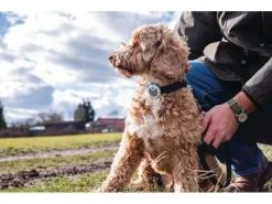 Sure Petcare Verhaltens- und Aktivitätsmonitor Animo 10 Sure Petcare Verhaltens- und Aktivitätsmonitor Animo -Hundewelt Verkäufe 53060902 xxl