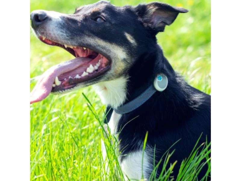 Sure Petcare Verhaltens- und Aktivitätsmonitor Animo 4 Sure Petcare Verhaltens- und Aktivitätsmonitor Animo – Bild 4